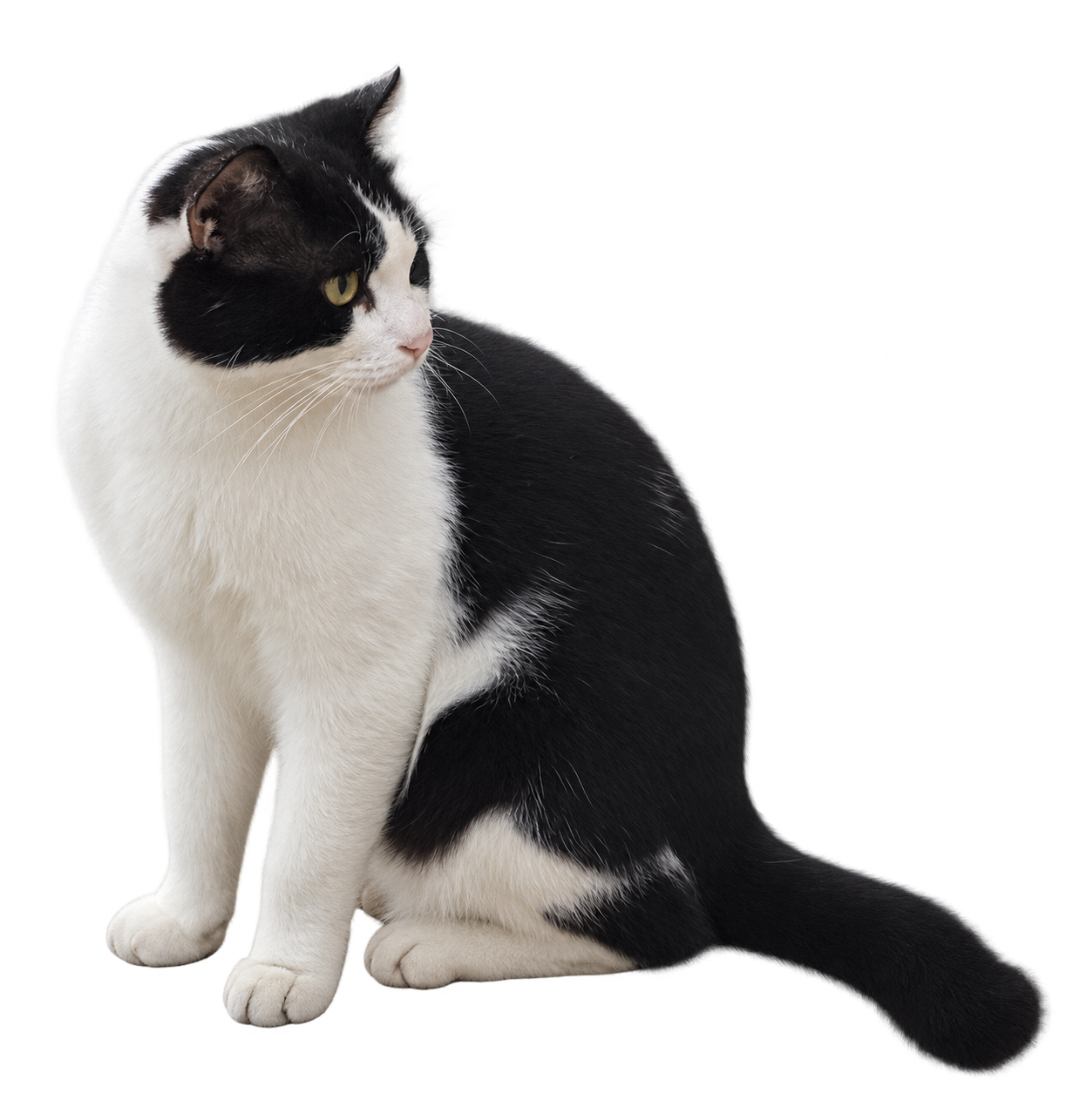 坐着的黑白小猫，白色前爪，尾巴伸向右侧
